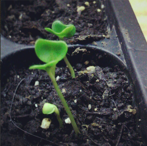 Brussels Sprouts seedlings